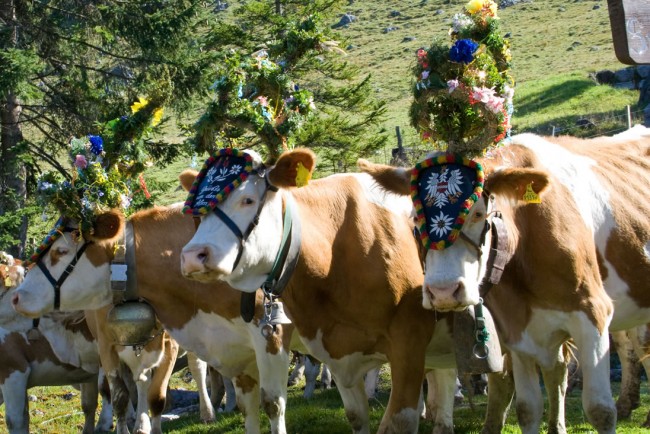 Almabtrieb im Salzburger Land