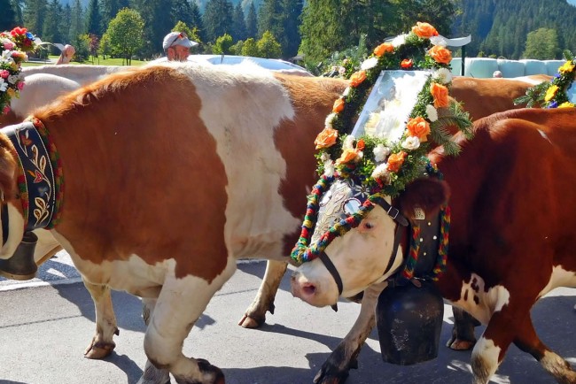 Almabtrieb im Salzburger Bauernherbst ©  Shutterstock